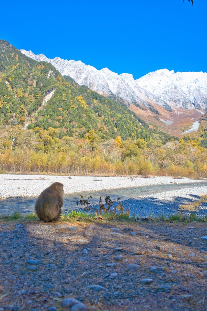 秋の上高地。紅葉と初冠雪の穂高連峰、梓川のほとりのニホンザル