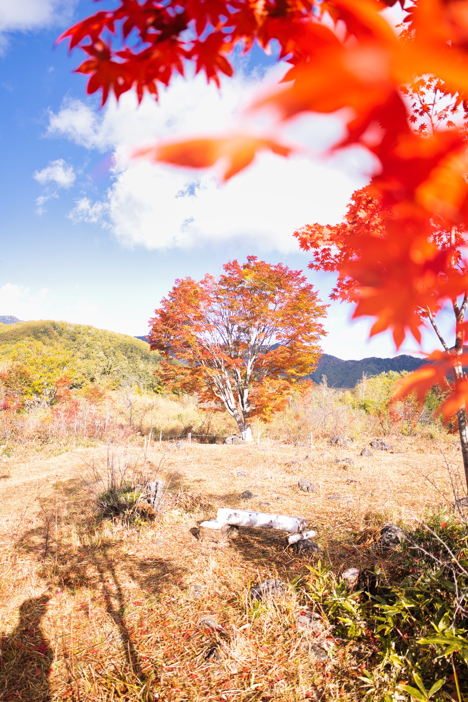 草原にたたずむ大カエデ