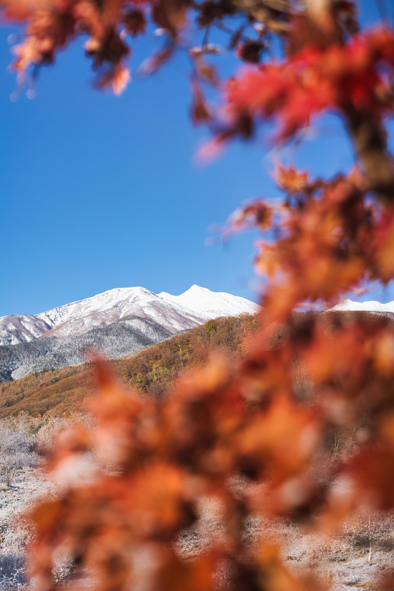 紅葉越しに見る、初冠雪の乗鞍岳